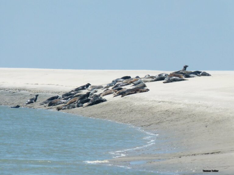 colonie de phoques en baie de Somme