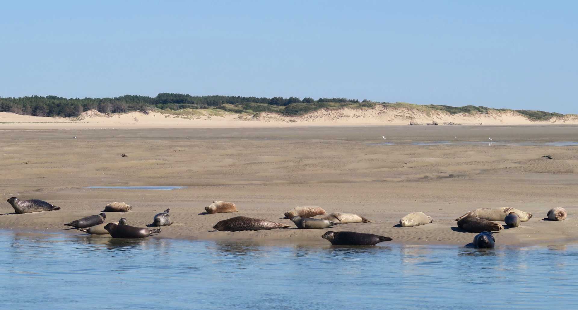 Phoques veaux marins en baie de somme (Hourdel)