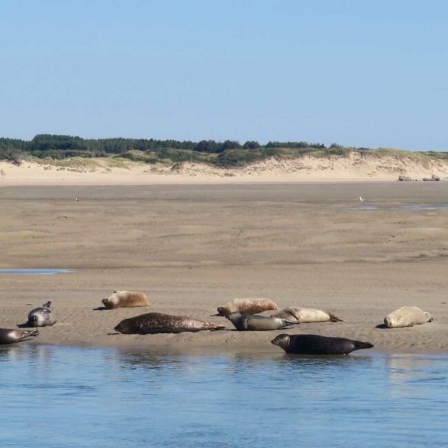 phoques sur bancs de sable