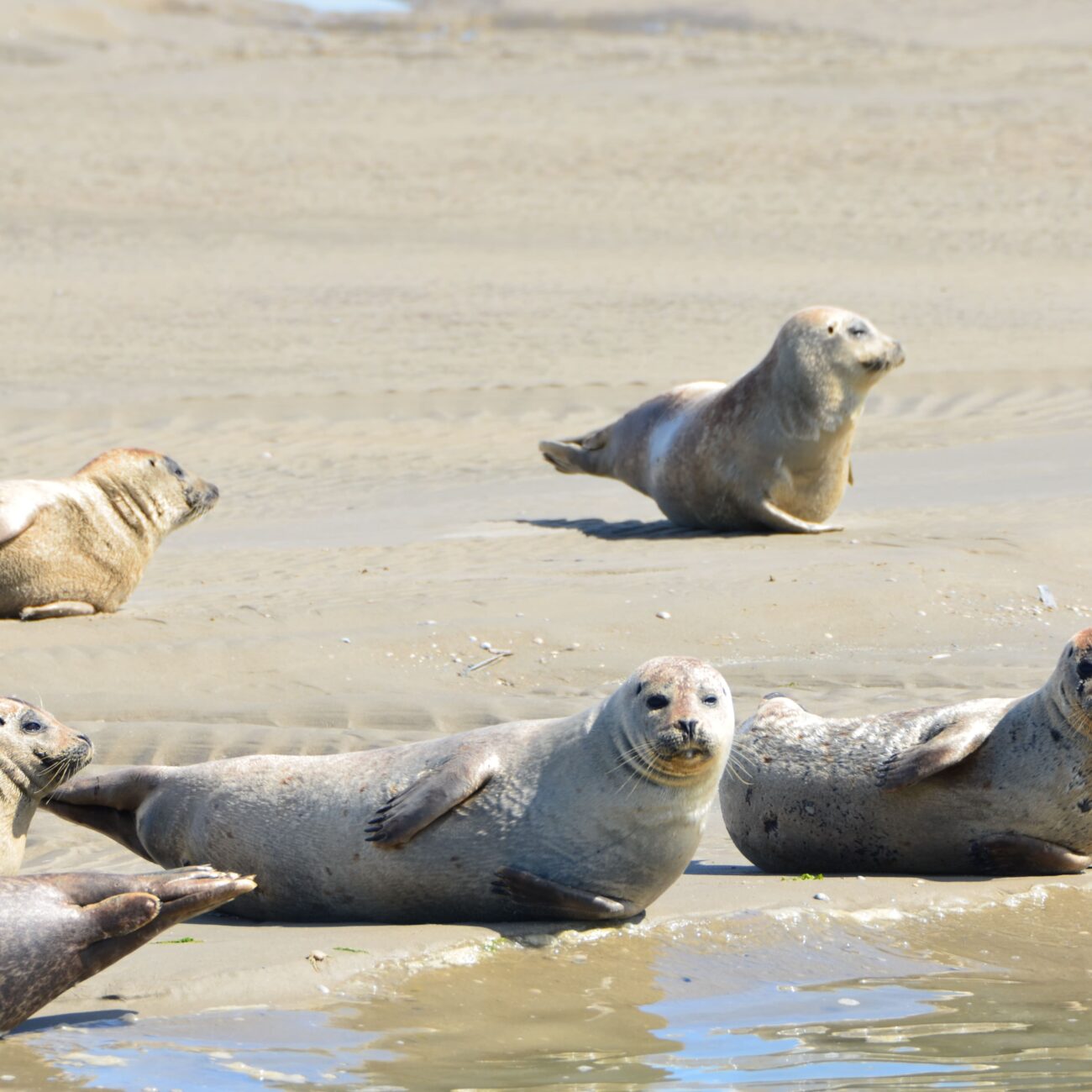 les phoques de la baie de Somme à marée basse sur les bancs de sable