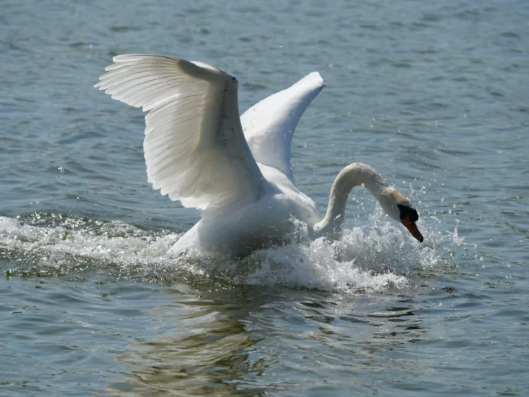 Cygne au Hâble d'Ault