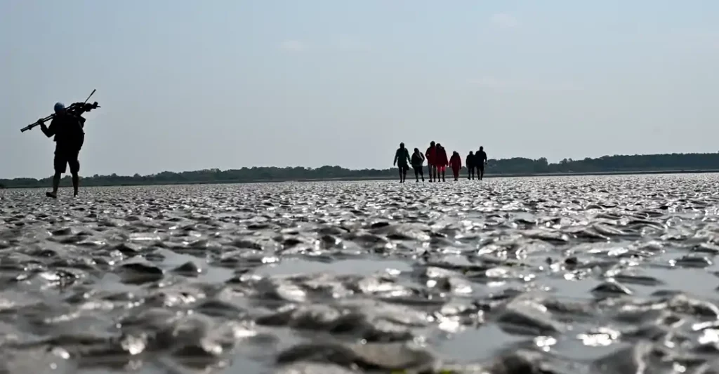 Groupe de randonneurs en baie de Somme au cours d'une visite au bout du monde