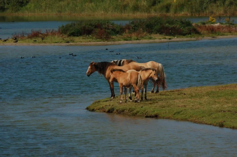 Chevaux Henson au Hâble d'Ault