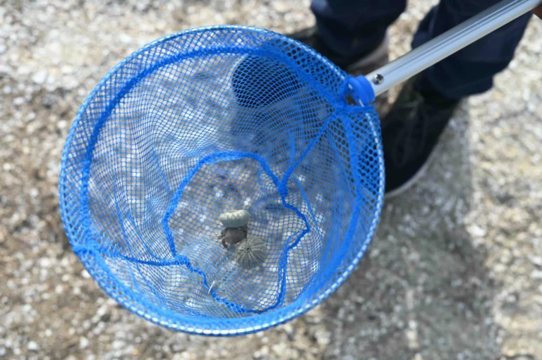 Observation de squelettes d'oursins au cours d'une sortie scolaire en baie de Somme
