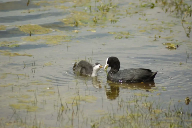 Foulque macroule au Hâble d'Ault