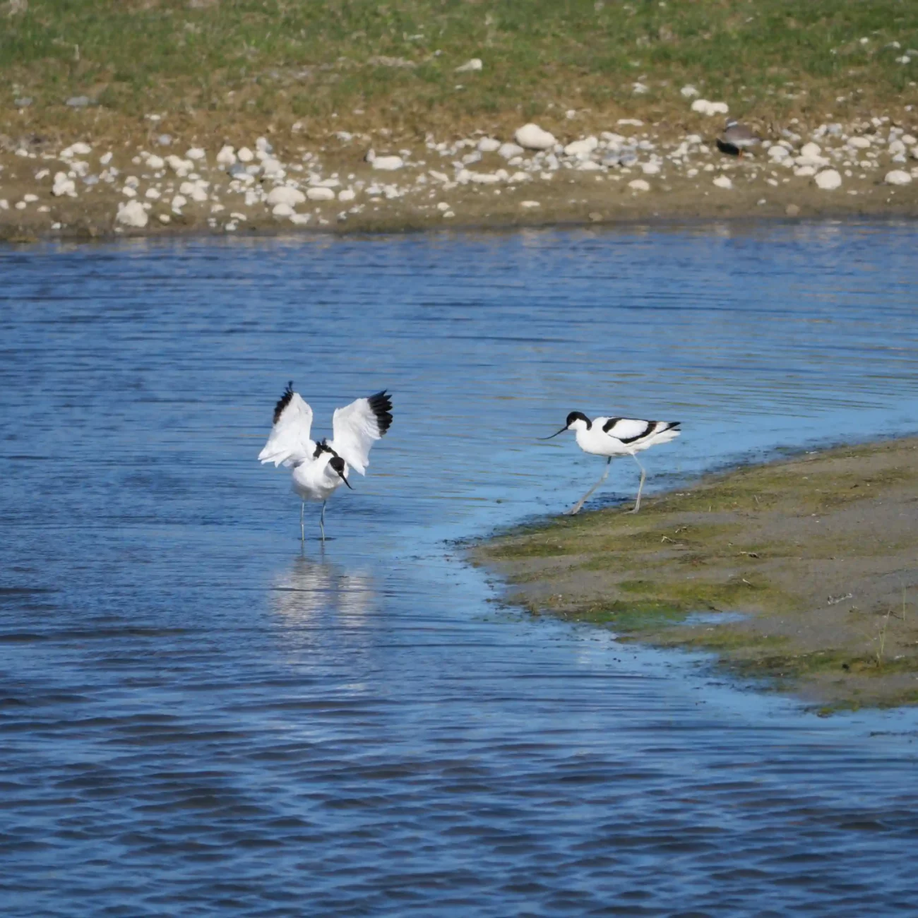 Avocettes au Hâble d'Ault