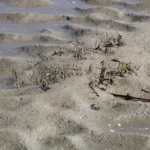 Petit pied de spartine qui bloque déjà le sable