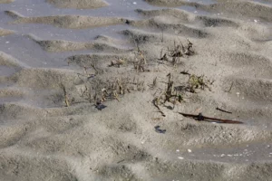 Petit pied de spartine qui bloque déjà le sable