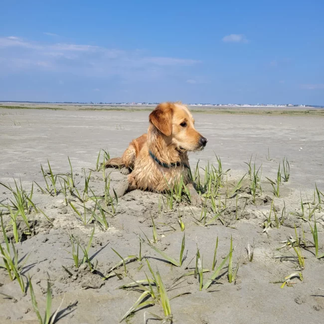 Traversée de la baie de Somme avec son chien