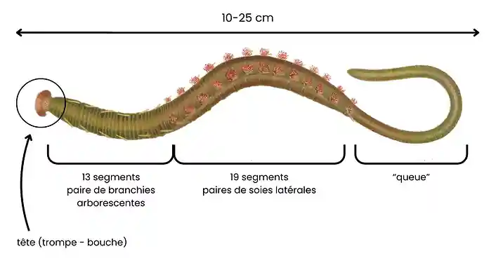 Schéma de l'anatomie d'une arénicole