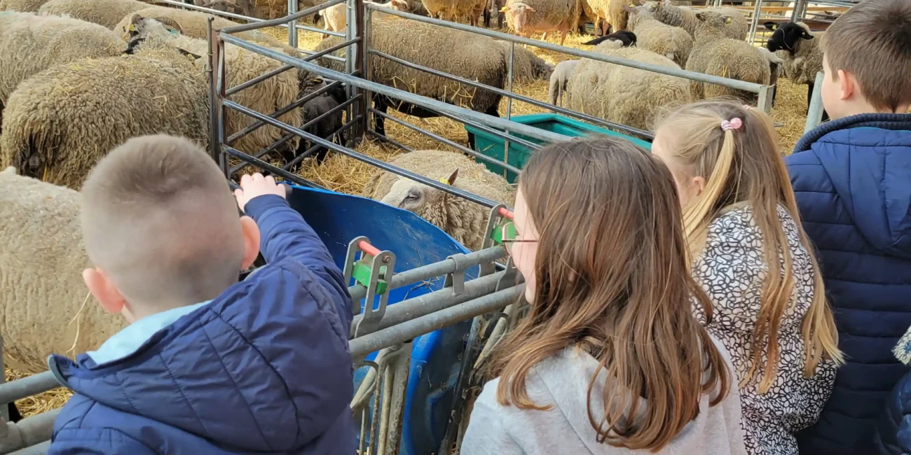 élèves qui visitent une bergerie de moutons de prés salés dans le cadre du projet "Fenêtres sur l'Eau : Raconte moi l'eau" de l'Agence de l'Eau Artois-Picardie