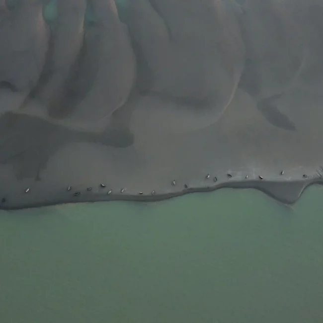 Phoques en vue aérienne sur les bancs de sable