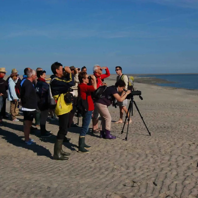 groupes observant les phoques au loin avec une longue vue