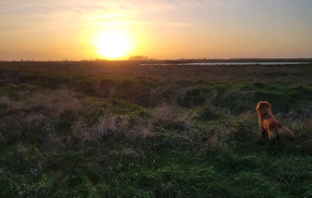 Que faire avec son chien en baie de Somme