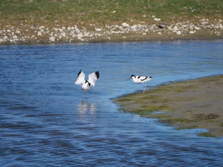 Le Hâble et ses Oiseaux