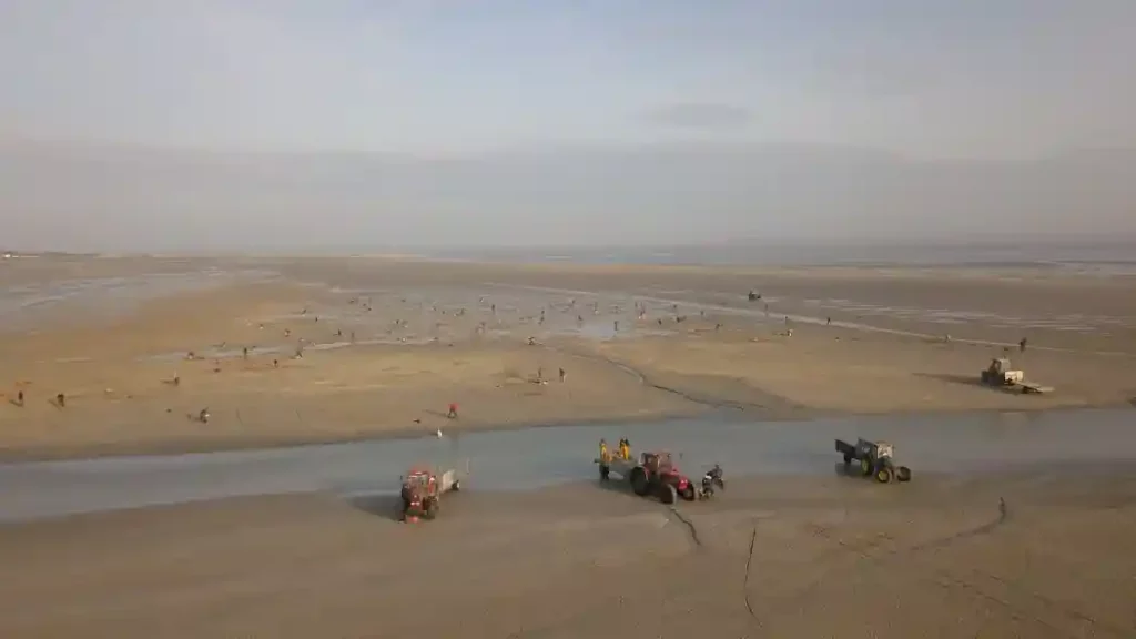 Vue aérienne sur les pêcheurs à pied en baie de Somme