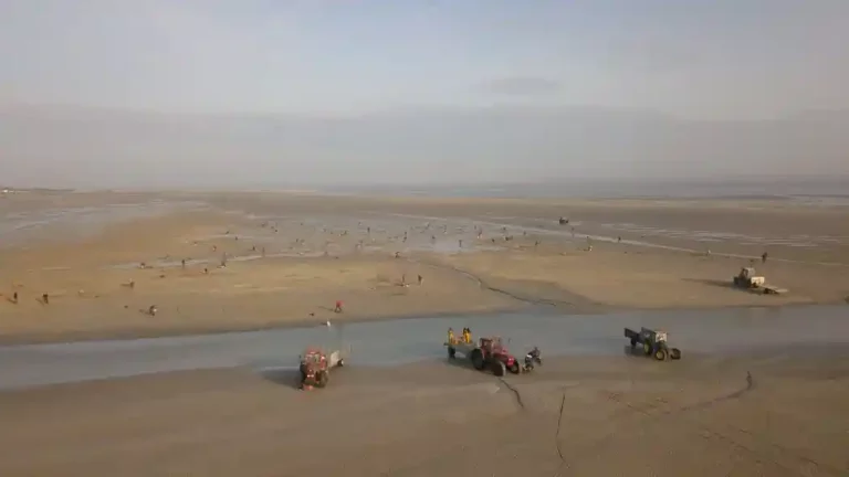 Vue aérienne sur les pêcheurs à pied en baie de Somme