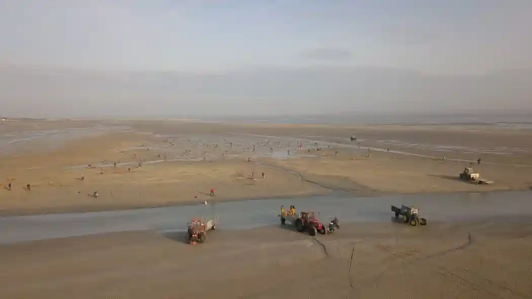Vue aérienne sur les pêcheurs à pied en baie de Somme