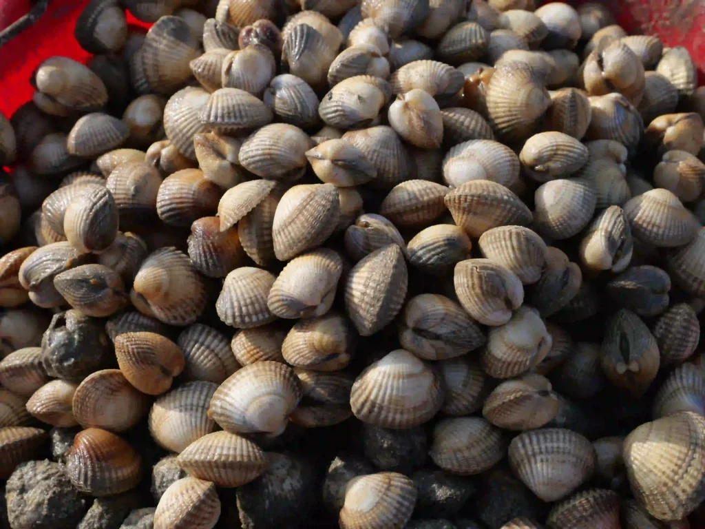 coques en baie de Somme