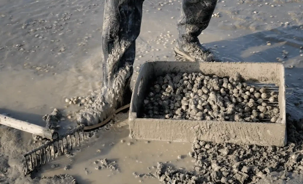 La griffe et le crible sont les outils du pêcheur à pied pour ramasser les coques en baie de Somme