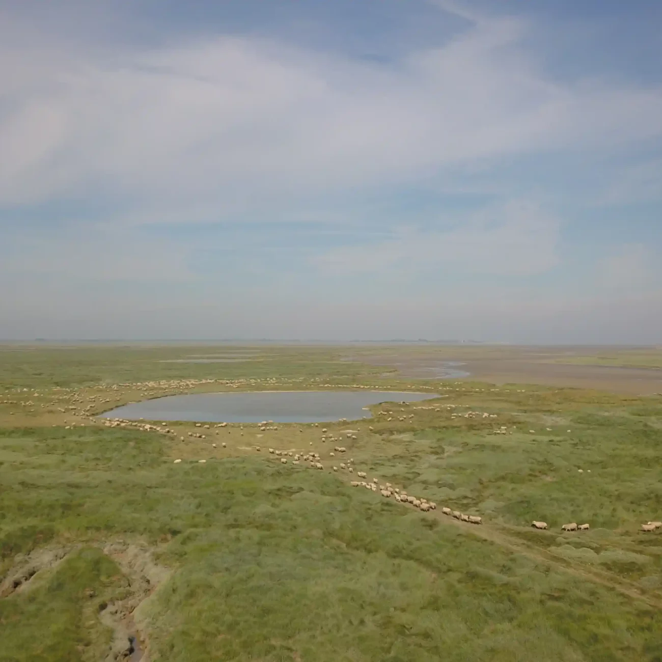 Moutons en baie de Somme vue du ciel